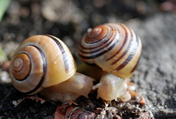 This wonderful photo of two snails "communicating" was taken by Polish photographer Kriss Szkurlatowski.
